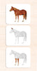 Parts of the Horse Vocabulary
