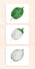 Parts of the Leaf Vocabulary