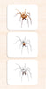 Imperfect Parts of the Spider Vocabulary