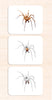 Parts of the Spider Vocabulary