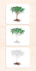 Parts of the Tree Vocabulary