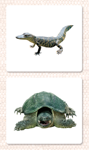 Reptiles Vocabulary - Maitri Learning