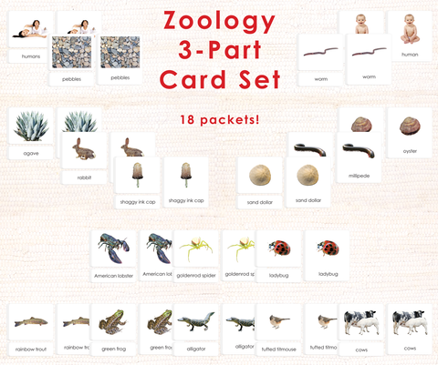 Zoology: 3-Part Card Set