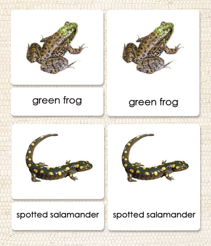 Amphibians 3-Part Reading - Maitri Learning
