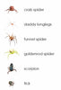 Sale! Arachnids 3-Part Reading Mini-Pack - Maitri Learning