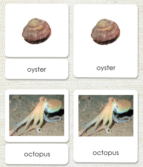 Montessori Snail Definition Cards Maitri Learning